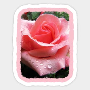 Pink Rose Sticker